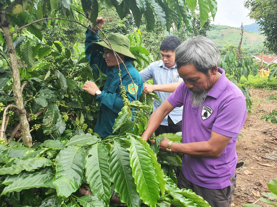 Nhiều hộ dân ở thôn Kon Teo Đăk Lấp đã chuyển đổi diện tích đất trồng mì bạc màu sang trồng cà phê. Ảnh: TT Nhiều hộ dân ở thôn Kon Teo Đăk Lấp đã chuyển đổi diện tích đất trồng mì bạc màu sang trồng cà phê. Ảnh: TT
