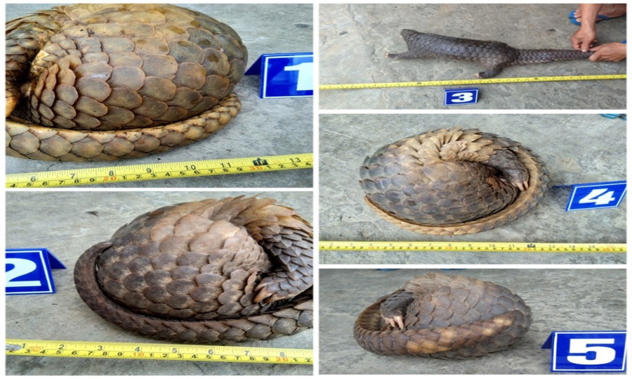 Bàn giao 5 cá thể tê tê ở Vườn Quốc gia Cúc Phương (Ninh Bình) để theo dõi, chăm sóc. Ảnh: Công an huyện Ngọc Hồi