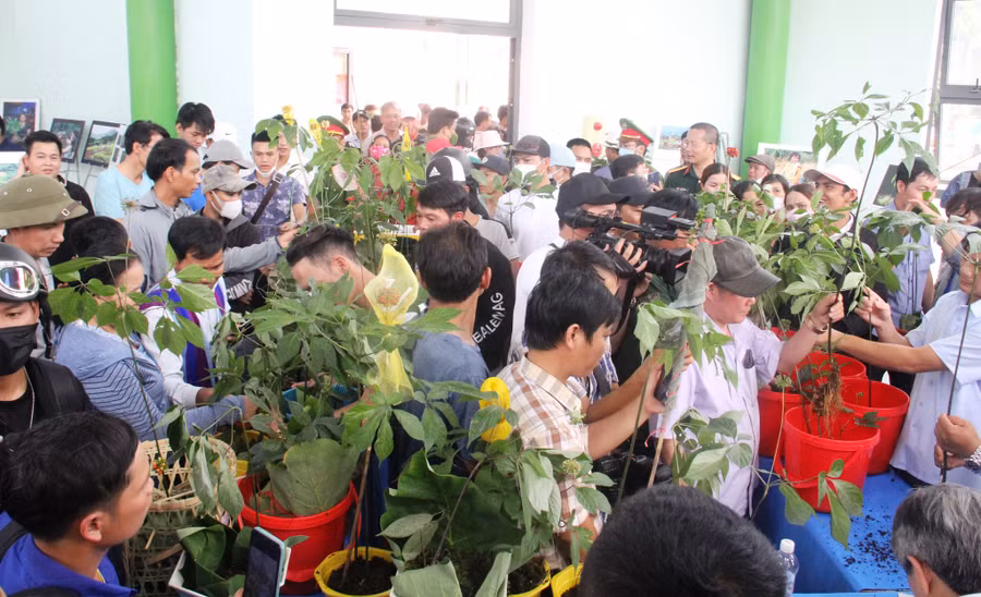 Đông đảo du khách có mặt để được tận mắt chiêm ngưỡng những cây sâm Ngọc Linh 