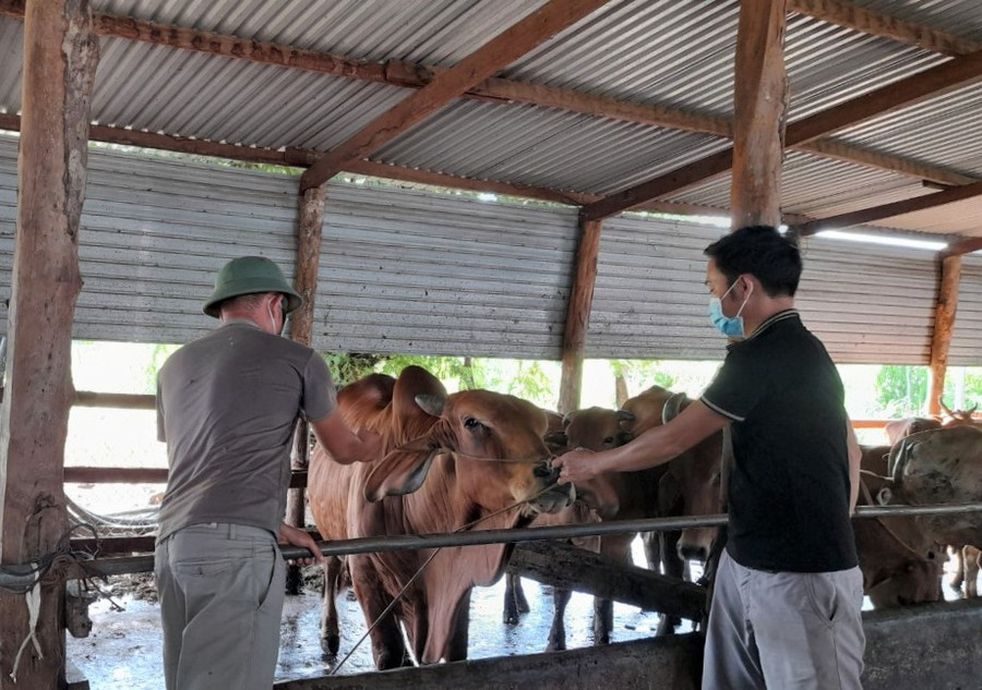 Người dân chủ động mua vắc xin viêm da nổi cục tiêm cho đàn bò của mình. Ảnh: Quang Tấn