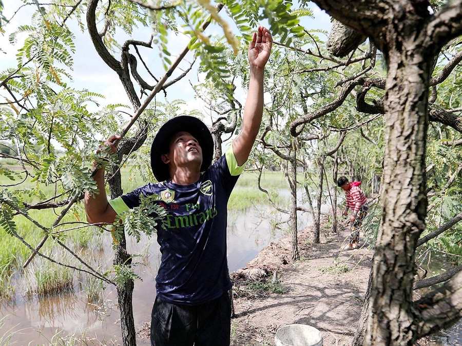  Trong ngày phép, đại úy Trần Quốc Bảo ở nhà hái bông so đũa phụ gia đình. Ảnh: Ngọc Dương
