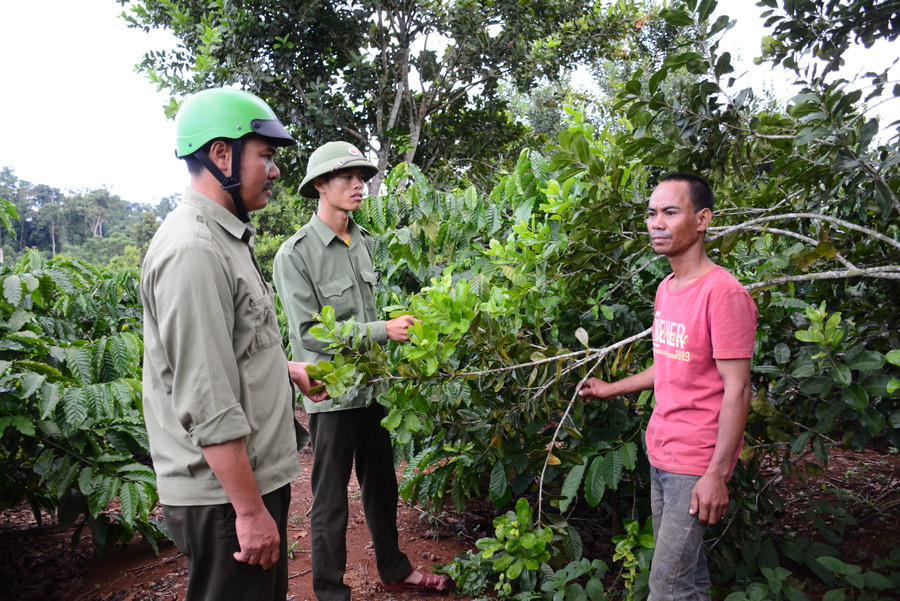 Anh Đinh Ding-làng Tà Kơr (áo đỏ) đang dần chuyển đổi sang trồng cây mắc ca trên diện tích đất lâm nghiệp thu hồi mà gia đình đang canh tác. Ảnh: Minh Nguyễn