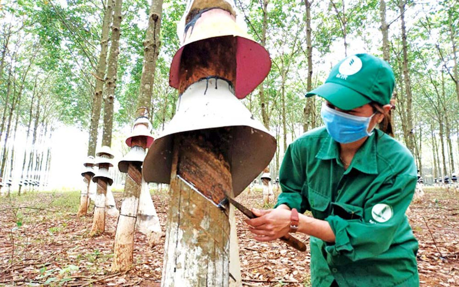 Công nhân khai thác mủ cao su. Ảnh: Đinh Yến