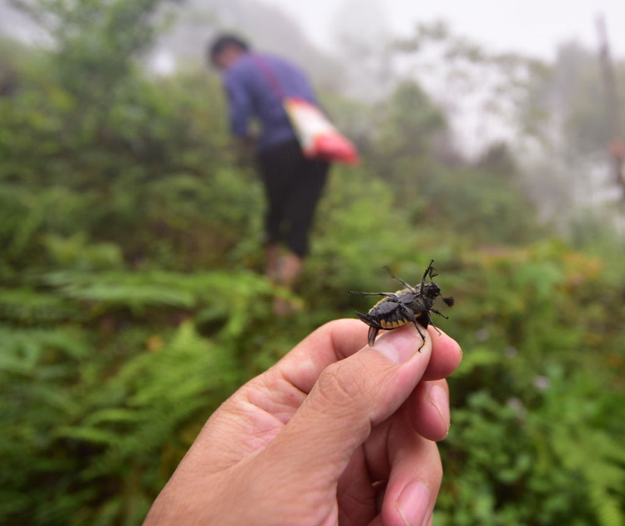 Tu Pù là giống bọ cánh cứng, thường xuất hiện vào mùa hè ở vùng cao Hoàng Su Phì. Ảnh: Lam Phong
