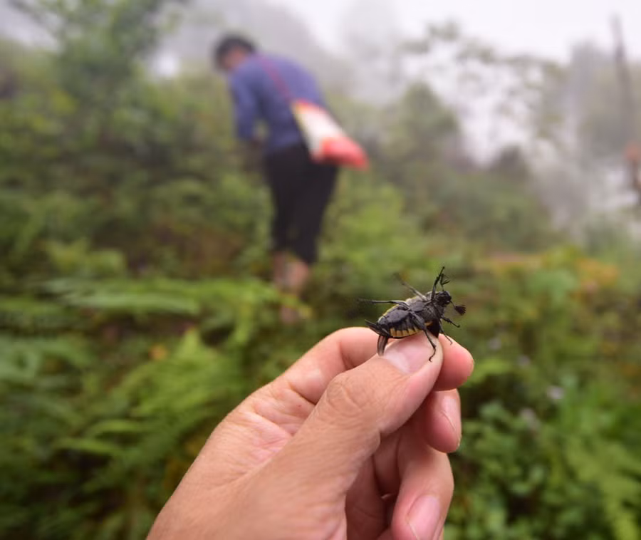 Tu Pù là giống bọ cánh cứng, thường xuất hiện vào mùa hè ở vùng cao Hoàng Su Phì. Ảnh: Lam Phong