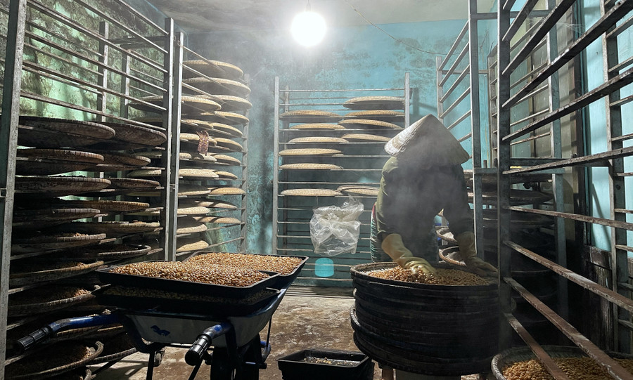 Đậu nành sau khi hấp chín được ủ 7-10 ngày để lên men. Ảnh: Hoàng Ngọc