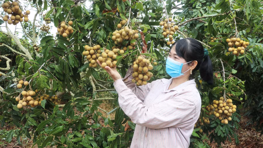 Vườn nhãn của gia đình chị Phạm Thị Phương mỗi năm cho thu nhập 600 triệu đồng. Ảnh: Phạm Ngọc