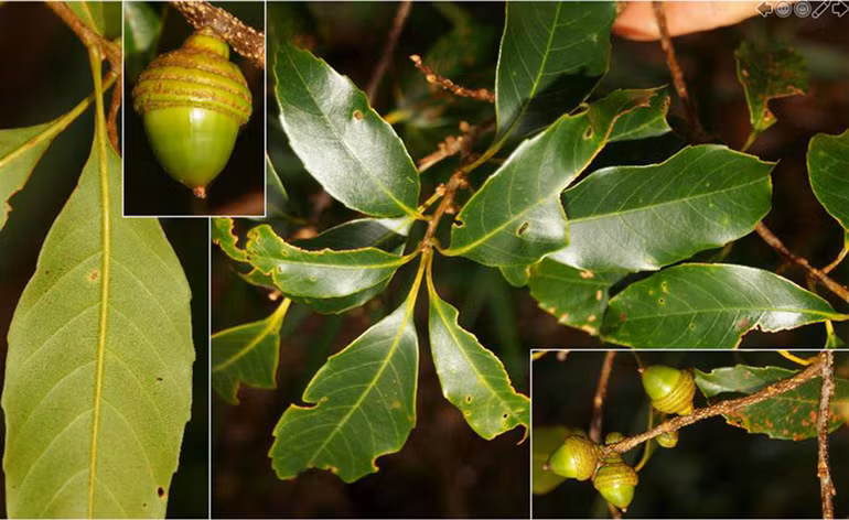 Sồi Bidoup phát hiện tại Lâm Đồng