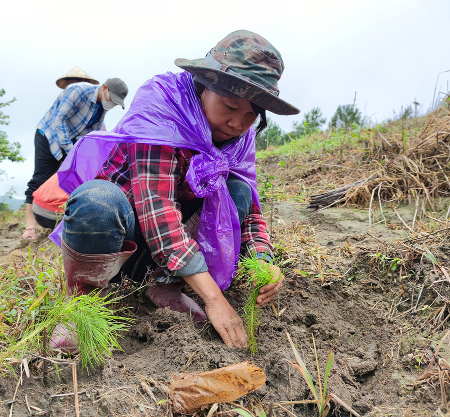 Người dân trồng rừng tại huyện Chư Păh. 