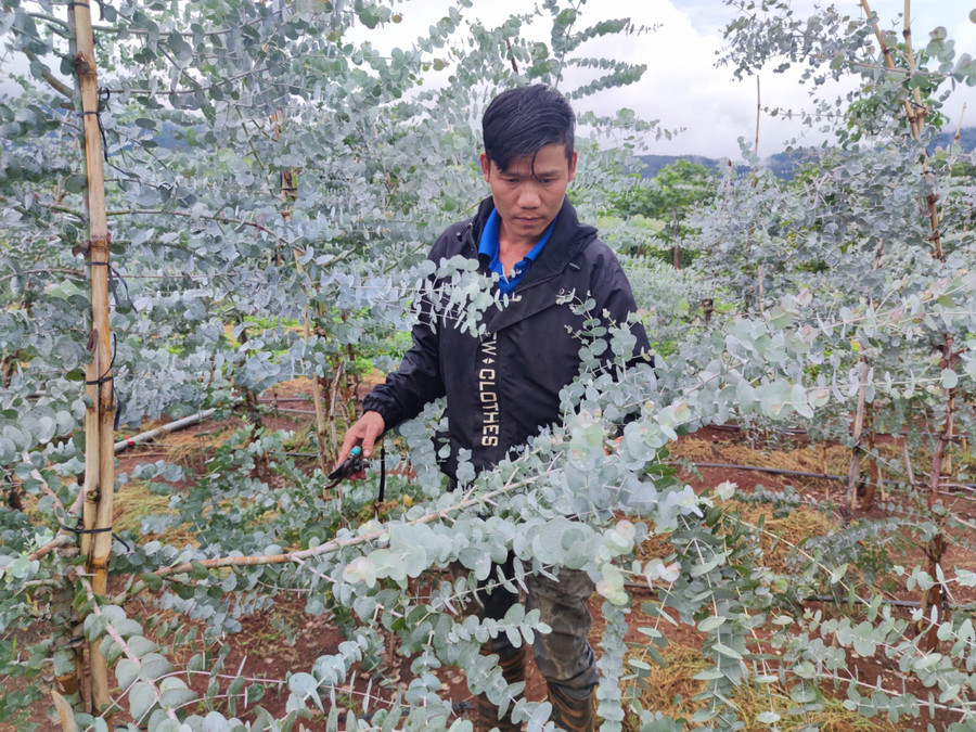 Tiên phong trồng cây đô la bạc, gia đình anh Lê Văn Thìn (xã Kon Thụp, huyện Mang Yang) có nguồn thu nhập 2-3 triệu đồng mỗi ngày. Ảnh: Thiên Di