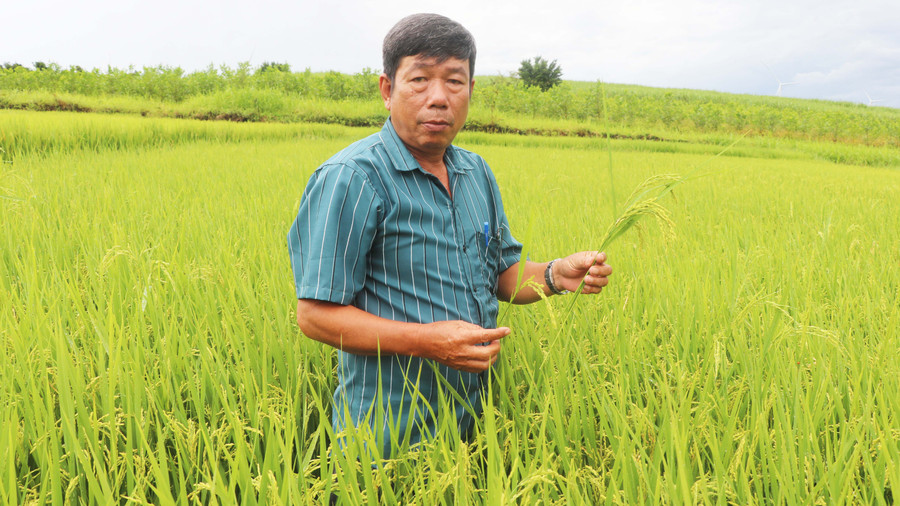 Người dân phường An Phước (thị xã An Khê) tham gia mô hình gieo trồng giống lúa J02 trên cùng cánh đồng. Ảnh: Ngọc Minh