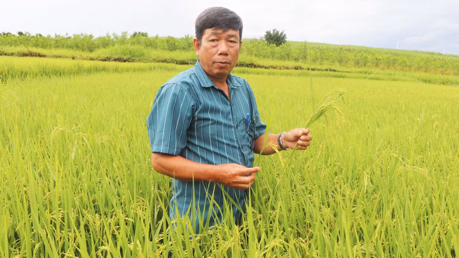 Người dân phường An Phước (thị xã An Khê) tham gia mô hình gieo trồng giống lúa J02 trên cùng cánh đồng. Ảnh: Ngọc Minh