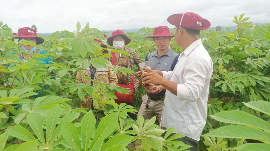 Cán bộ chuyên môn Công ty cổ phần Giải pháp nông nghiệp Tiên Tiến trao đổi với người dân về ưu điểm vượt trội của giống mì HN5. Ảnh: Vũ Chi Cán bộ chuyên môn Công ty cổ phần Giải pháp nông nghiệp Tiên Tiến trao đổi với người dân về ưu điểm vượt trội của giống mì HN5. Ảnh: Vũ Chi