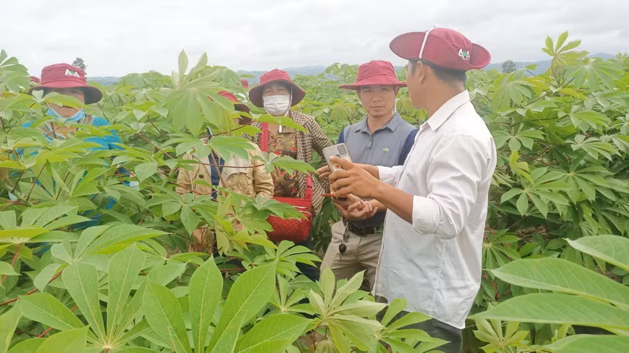 Cán bộ chuyên môn Công ty cổ phần Giải pháp nông nghiệp Tiên Tiến trao đổi với người dân về ưu điểm vượt trội của giống mì HN5. Ảnh: Vũ Chi