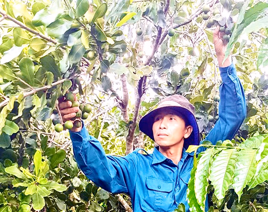 Ủy ban nhân dân huyện Kbang tích cực vận động, hỗ trợ người dân trồng mắc ca trên diện tích đất lâm nghiệp bị thu hồi. Ảnh: Minh Phương