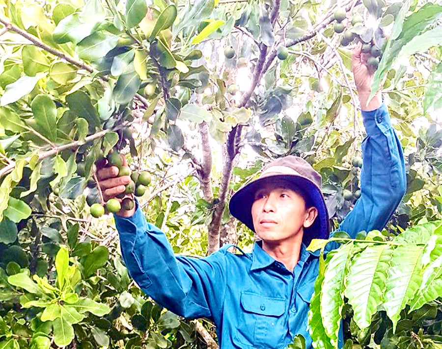 Ủy ban nhân dân huyện Kbang tích cực vận động, hỗ trợ người dân trồng mắc ca trên diện tích đất lâm nghiệp bị thu hồi. Ảnh: Minh Phương