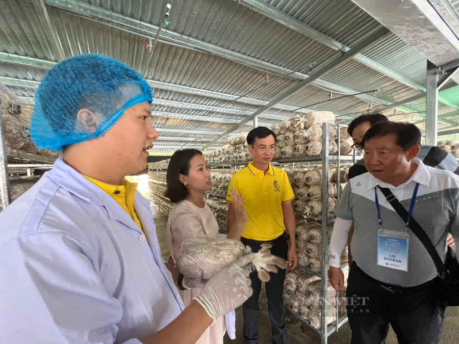 Anh Đoàn Xuân Trường đầu tư mô hình trồng nấm công nghệ cao, trọng dụng người tài.