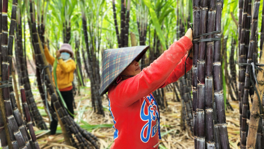 Mô hình nông hội mía tím của bà con DTTS tại xã Ia Kênh (TP. Pleiku) đang vào vụ thu hoạch. Ảnh: Bá Bính