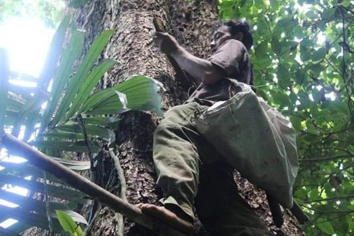 Loài thuốc quý bám vào thân cổ thụ khiến thợ rừng phải chấp nhận hiểm nguy để lấy.