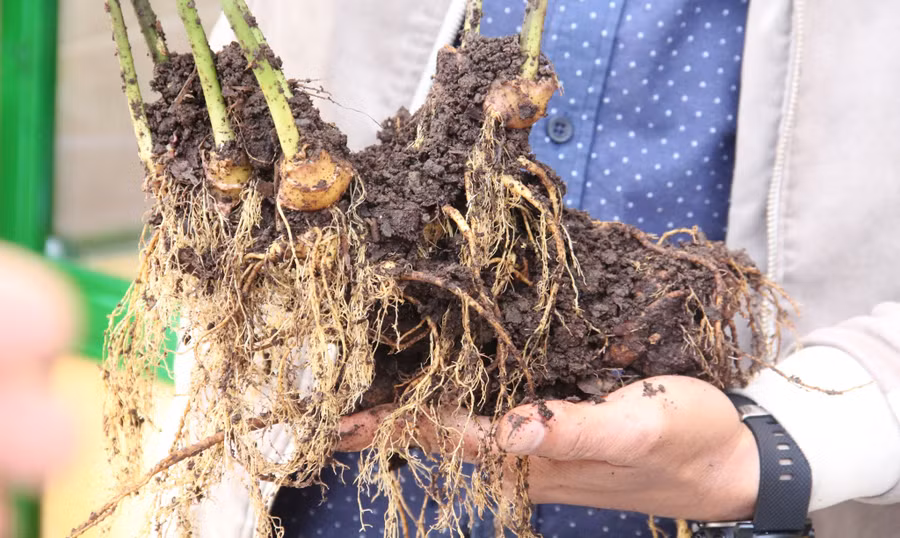 Củ sân Ngọc Linh 