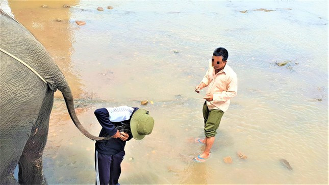Nài voi cắt lông đuôi voi trực tiếp bán cho khách