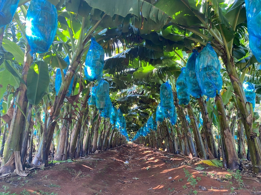 Chuối của Tập đoàn Hoàng Anh Gia Lai hiện xuất qua Nhật, Hàn, Trung Quốc. Mỗi buồng chuối đều được dán tem có mã code truy xuất nguồn gốc... Ảnh: BC Chuối của Tập đoàn Hoàng Anh Gia Lai hiện xuất qua Nhật, Hàn, Trung Quốc. Mỗi buồng chuối đều được dán tem có mã code truy xuất nguồn gốc... Ảnh: BC