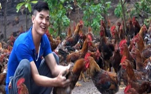 Đàn gà của Nguyên đã lên đến hơn 1 vạn con