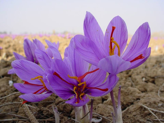 Hoa nghệ tây. (Nguồn: Saffron Việt Nam)
