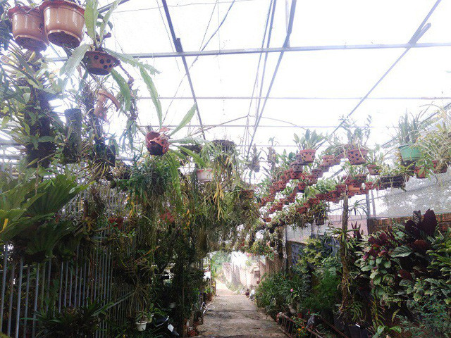 Vườn lan rừng quý hiếm với gần 800 loài lan của chàng trai trẻ