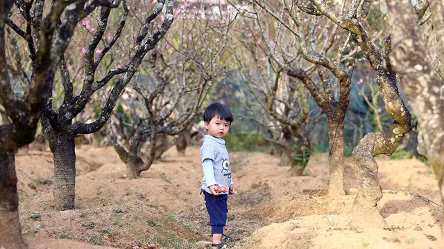 Những cây đào ghép giữa mai anh đào Đà Lạt và đào Nhật Tân (Hà Nội) trong thung lũng Mười Lời. Những cây đào ghép giữa mai anh đào Đà Lạt và đào Nhật Tân (Hà Nội) trong thung lũng Mười Lời.