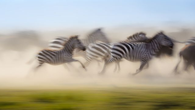 Một đàn ngựa vằn cố băng qua sông Mara ở thung lũng Rift, Kenya. (Nguồn: National Geographic)