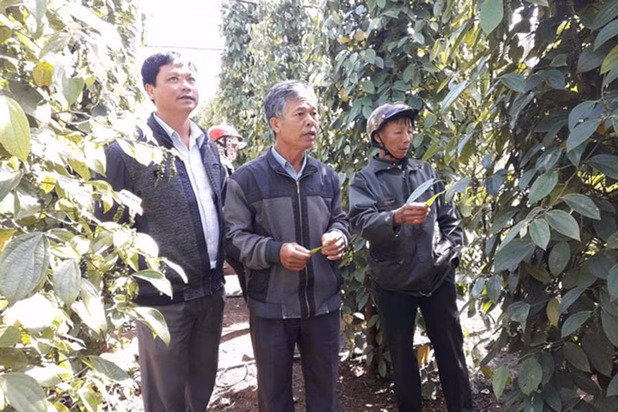  Phòng Nông nghiệp dân các hộ dân thăm quan mô hình tiêu. Ảnh: Lê Trang