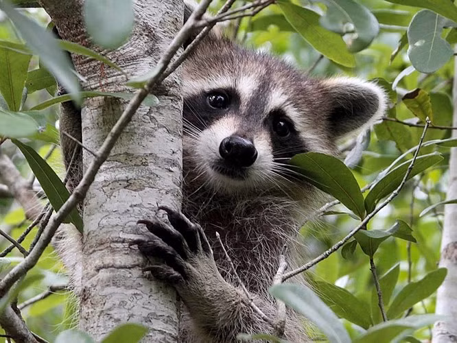 Tạo dáng chuẩn.