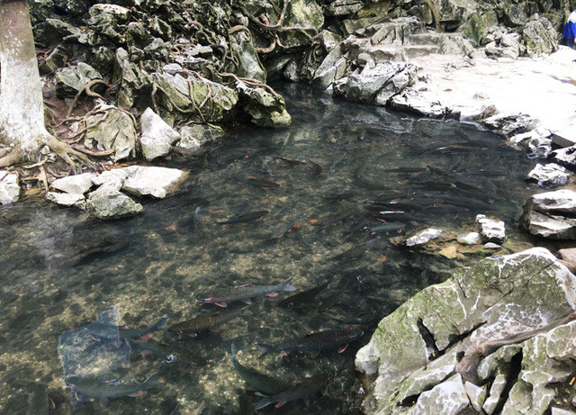  Suối cá thần Cẩm Lương, một điểm du lịch hấp dẫn