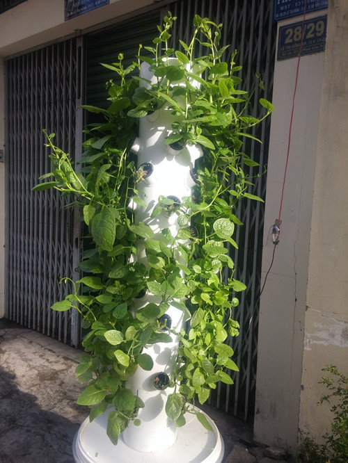 Một trụ cây rau mồng tơi miễn phí được anh Sơn đặt trước nhà cho người dân sử dụng.