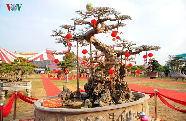  Thuộc sở hữu của ông Lại Quang Hòa hay còn gọi là “Hòa Taxi” (SN 1979, Văn Giang, Hưng Yên), cây sanh dáng 