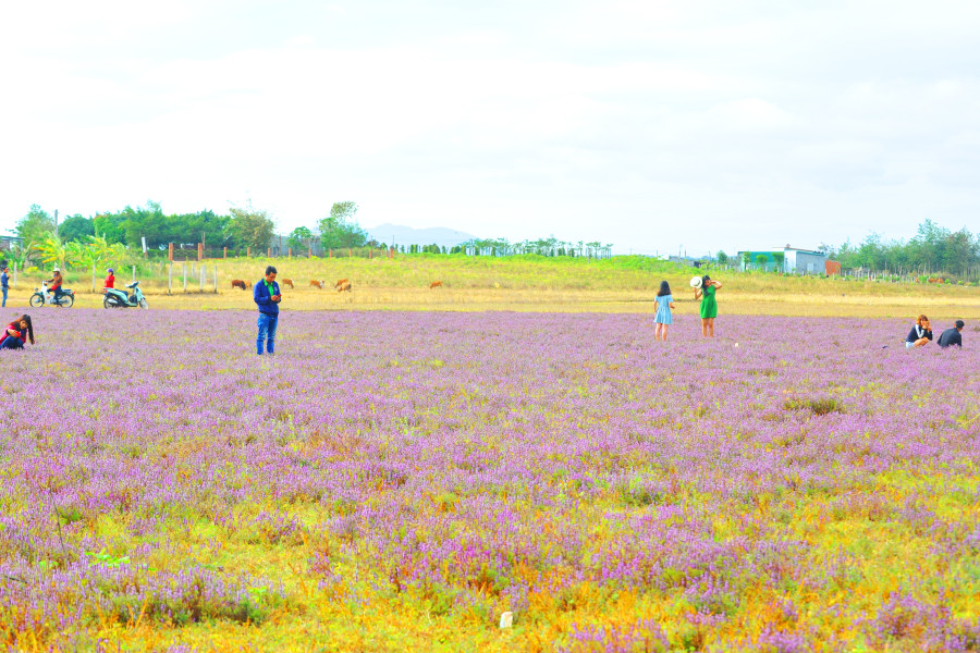 Đồng cỏ tím khác lạ thu hút nhiều bạn trẻ bốn phương.