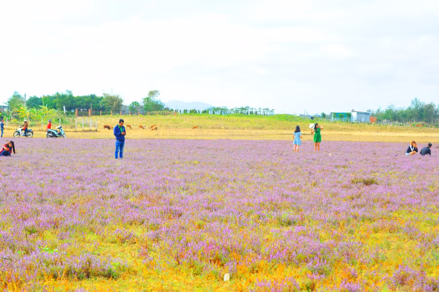 Đồng cỏ tím khác lạ thu hút nhiều bạn trẻ bốn phương.