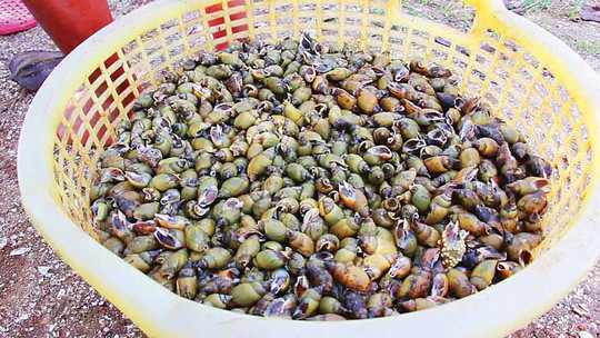 Một sọt đầy ốc sau chuyến ra khơi