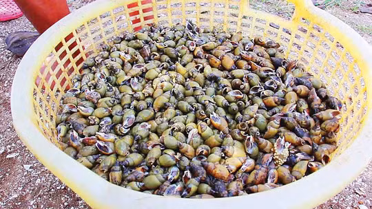 Một sọt đầy ốc sau chuyến ra khơi