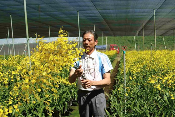 Ông Cao Xuân Hải thu về hàng tỷ đồng/năm nhờ mô hình liên kết trồng hoa lan xuất khẩu.