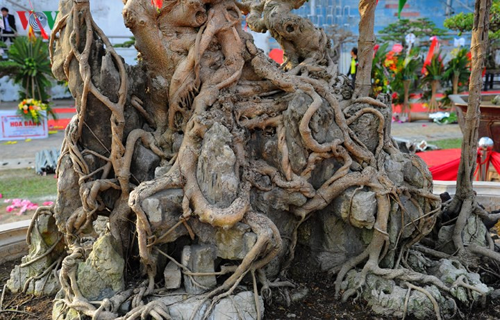 Theo ông Hòa, để tạo dáng 