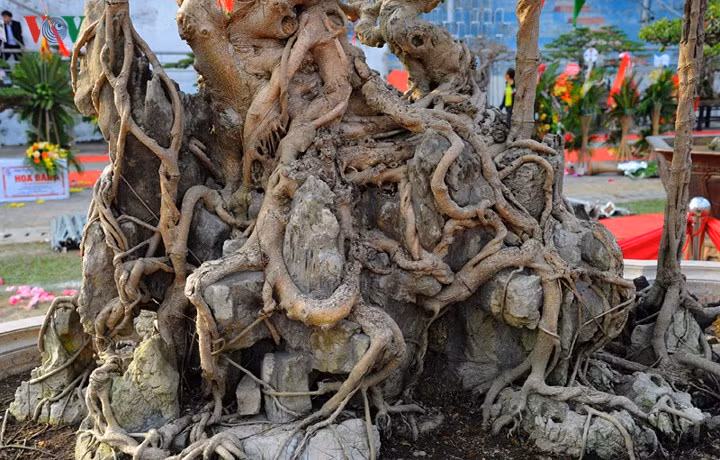 Theo ông Hòa, để tạo dáng 