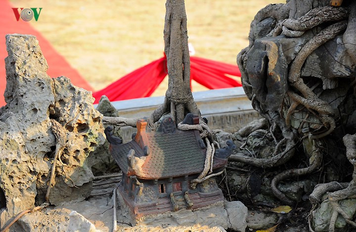 Bên dưới gốc cây ông còn sắp đặt những tiểu cảnh nhỏ