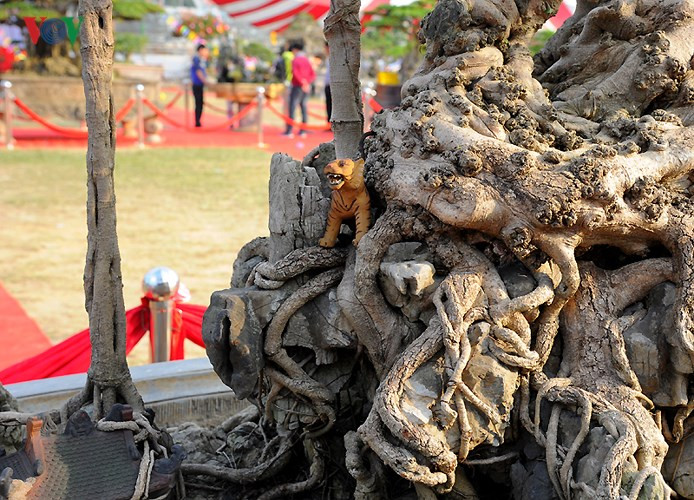  Phần gốc sần sùi của cây.