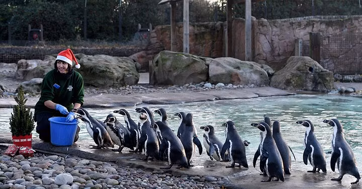  Đàn chim cánh cụt xếp hàng chờ thức ăn từ Bà già Noel tại vườn thú London, Anh. Ảnh: EPA