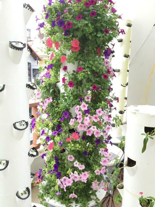 Ngoài rau, củ, quả thì anh Sơn còn trồng được hoa.