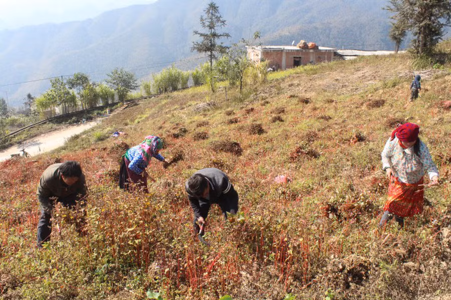  Tam giác mạch được trồng chủ yếu vào tháng 9 và thu hoạch vào tháng 12