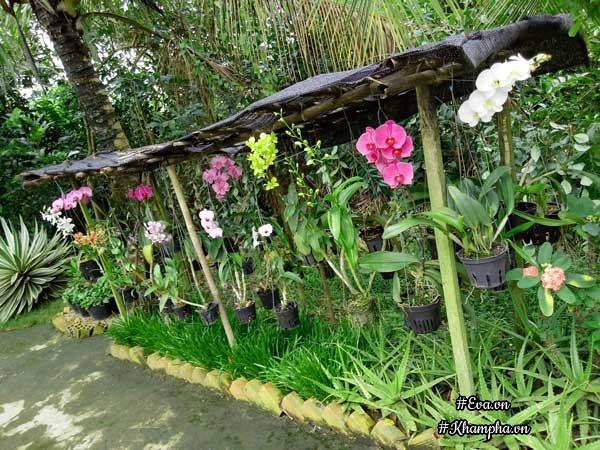 Hoa lan khoe sắc ở một góc vườn.