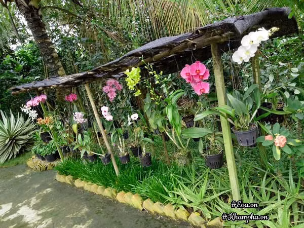 Hoa lan khoe sắc ở một góc vườn.